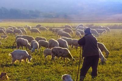 Δεύτερο κύμα αποζημιώσεων σε κτηνοτρόφους για πανώλη κι ευλογιά