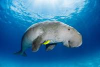 Deutsche Bank partners with the United Nations Decade of Ocean Science for Sustainable Development in Germany