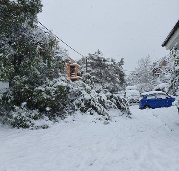 Δήμος Φιλοθέης-Ψυχικού: Αποζημιώσεις ιδιοκτητών αυτοκινήτων για τις πτώσεις δέντρων κατά τη διάρκεια της κακοκαιρίας «Ελπίς»