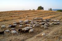 Θ. Καββαδάς: Αποζημιώσεις 7,73 εκατ. ευρώ για για 46.124 θανατωθέντα ζώα στη Λέσβο