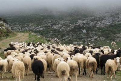 Η ΚΥΑ για το ειδικό καθεστώς ενίσχυσης των κτηνοτρόφων της Βόρειας Εύβοιας