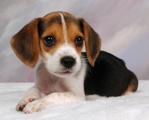 Lemonade launches a new Pet Health Insurance offering designed for puppies and kittens