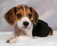 Lemonade launches a new Pet Health Insurance offering designed for puppies and kittens