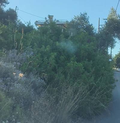 Καθαρισμός οικοπέδων: Παράταση έως και τις 22 Ιουνίου