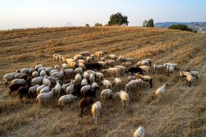 ΕΟΦ: Δεν υφίσταται αδειοδοτημένο εμβόλιο κατά της ευλογιάς των αιγοπροβάτων στην Ελλάδα και στην ΕΕ