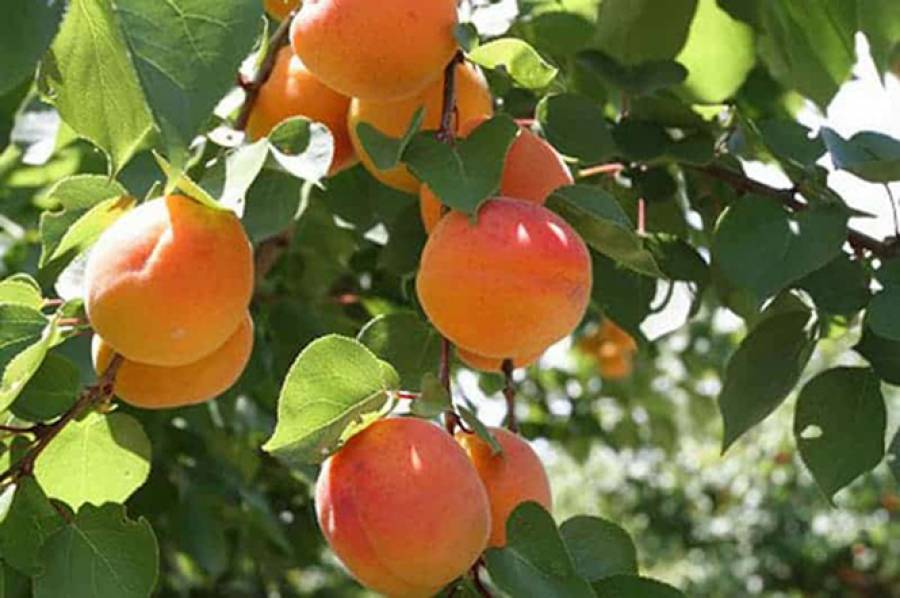 Πάνω από 10.000 στρέμματα με παραμορφωμένα ροδάκινα, νεκταρίνια και βερίκοκα δήλωσαν 640 καλλιεργητές στη Β. Ελλάδα